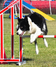 dogs agility